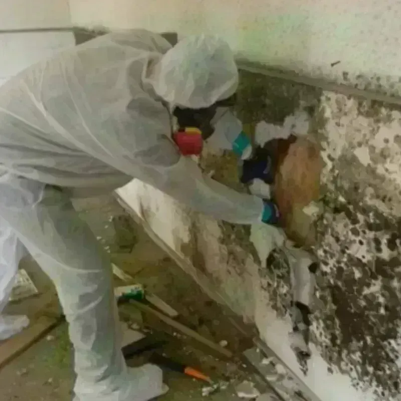 Mold Remediation and Removal in Putnam County, WV